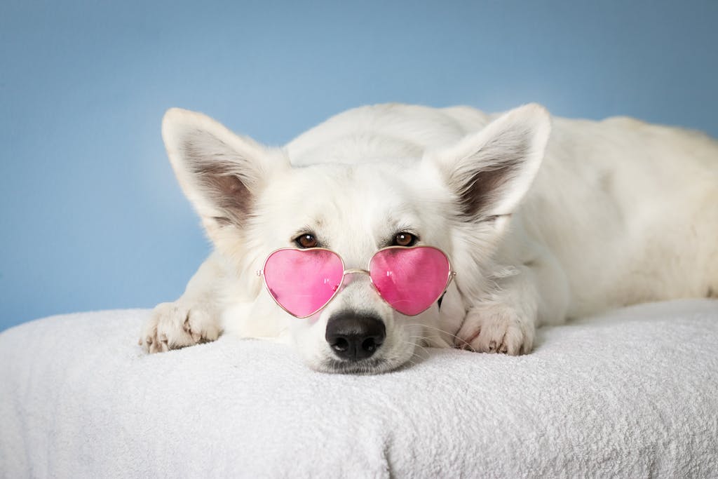 Medium Short-coated White Dog on White Textile